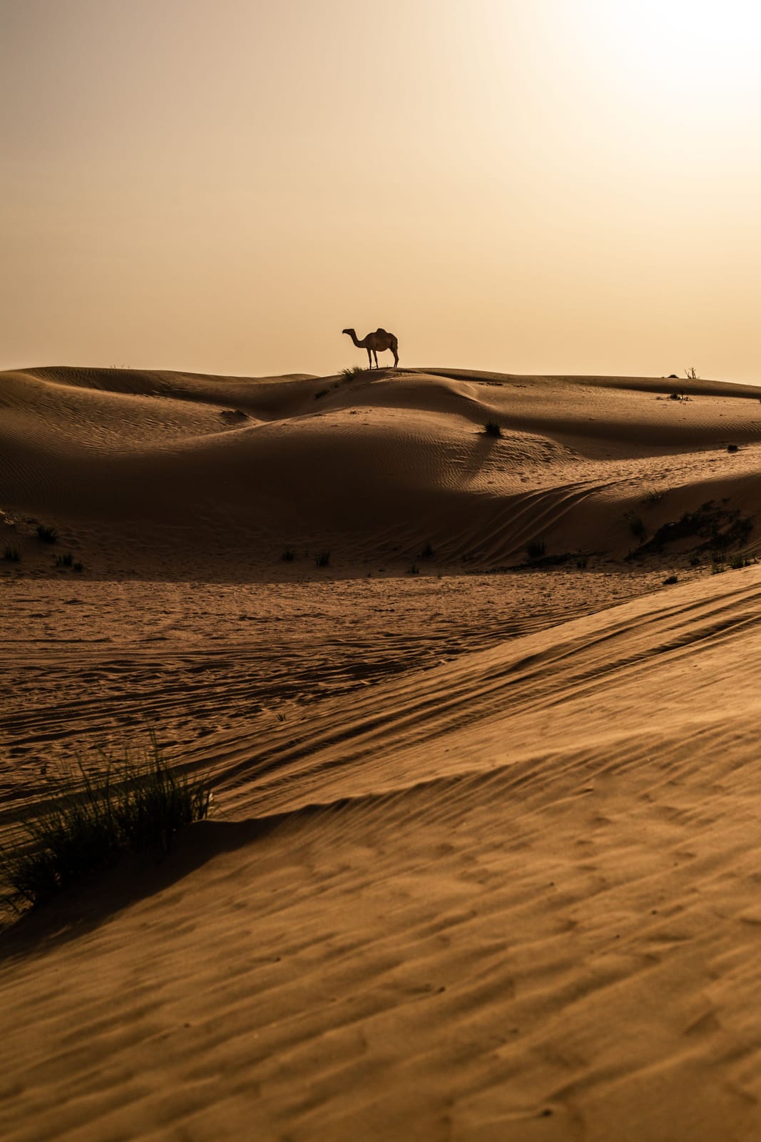 Desert Safari in Dubai